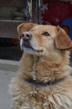 JAI, Hund, Mischlingshund in Slowakische Republik - Bild 14