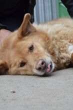 JAI, Hund, Mischlingshund in Slowakische Republik - Bild 15