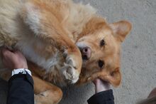 JAI, Hund, Mischlingshund in Slowakische Republik - Bild 16
