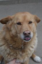 JAI, Hund, Mischlingshund in Slowakische Republik - Bild 17