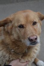 JAI, Hund, Mischlingshund in Slowakische Republik - Bild 18