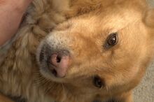 JAI, Hund, Mischlingshund in Slowakische Republik - Bild 19