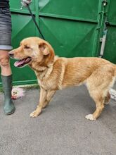 JAI, Hund, Mischlingshund in Slowakische Republik - Bild 2