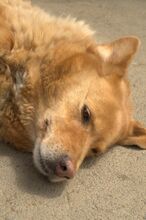 JAI, Hund, Mischlingshund in Slowakische Republik - Bild 20