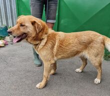 JAI, Hund, Mischlingshund in Slowakische Republik - Bild 4