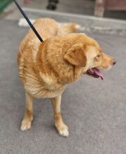 JAI, Hund, Mischlingshund in Slowakische Republik - Bild 6