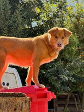 JAI, Hund, Mischlingshund in Slowakische Republik - Bild 9