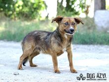 RYDER, Hund, Mischlingshund in Slowakische Republik - Bild 10