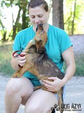 RYDER, Hund, Mischlingshund in Slowakische Republik - Bild 12