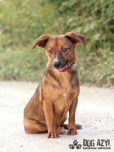 RYDER, Hund, Mischlingshund in Slowakische Republik - Bild 18