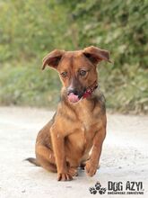 RYDER, Hund, Mischlingshund in Slowakische Republik - Bild 19