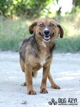 RYDER, Hund, Mischlingshund in Slowakische Republik - Bild 2