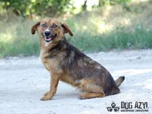 RYDER, Hund, Mischlingshund in Slowakische Republik - Bild 3