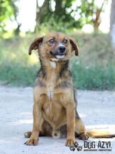 RYDER, Hund, Mischlingshund in Slowakische Republik - Bild 6