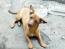 COCO, Hund, Mischlingshund in Bulgarien