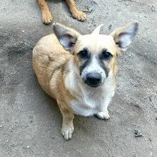 SUZI, Hund, Mischlingshund in Bulgarien
