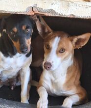 BAYU, Hund, Podenco in Spanien - Bild 10