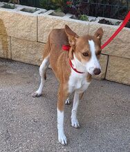 BAYU, Hund, Podenco in Spanien - Bild 3