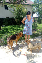 CORINNA, Hund, Mischlingshund in Wetzlar - Bild 1