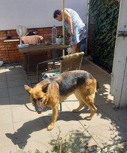 CORINNA, Hund, Mischlingshund in Wetzlar - Bild 14