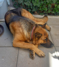 CORINNA, Hund, Mischlingshund in Wetzlar - Bild 17