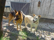 CORINNA, Hund, Mischlingshund in Wetzlar - Bild 22