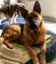 CORINNA, Hund, Mischlingshund in Wetzlar - Bild 28