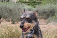 RINGO, Hund, Mischlingshund in Spanien - Bild 13