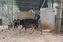 RINGO, Hund, Mischlingshund in Spanien - Bild 14