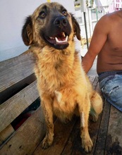 EDGAR, Hund, Mischlingshund in Rumänien - Bild 21