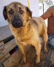 EDGAR, Hund, Mischlingshund in Rumänien - Bild 22