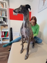 LEYENDA, Hund, Galgo Español in Neuenmarkt - Bild 3