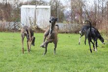 LEYENDA, Hund, Galgo Español in Neuenmarkt - Bild 4