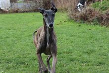 LEYENDA, Hund, Galgo Español in Neuenmarkt - Bild 5