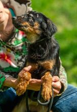 CORFU, Hund, Mischlingshund in Ungarn - Bild 3