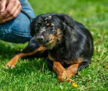 CORFU, Hund, Mischlingshund in Ungarn - Bild 4