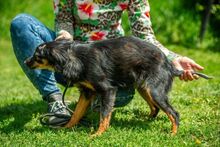 CORFU, Hund, Mischlingshund in Ungarn - Bild 5