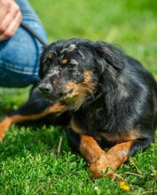 CORFU, Hund, Mischlingshund in Ungarn - Bild 6