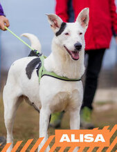 ALISA, Hund, Mischlingshund in Bulgarien
