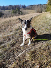 DREBNA, Hund, Mischlingshund in Singen - Bild 2