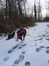 DREBNA, Hund, Mischlingshund in Singen - Bild 3