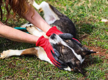 DREBNA, Hund, Mischlingshund in Singen - Bild 32