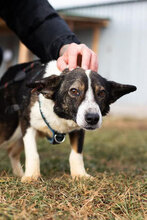 DREBNA, Hund, Mischlingshund in Singen - Bild 33