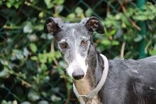 ROSENDO, Hund, Galgo Español in Norderstedt