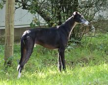 ROSENDO, Hund, Galgo Español in Norderstedt - Bild 4