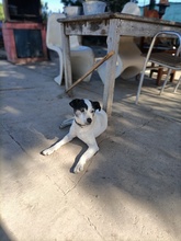 CARLOS, Hund, Bodeguero Andaluz-Mix in Spanien - Bild 1