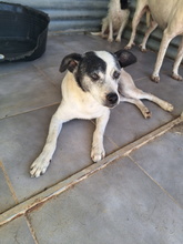 CARLOS, Hund, Bodeguero Andaluz-Mix in Spanien - Bild 11