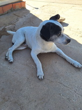 CARLOS, Hund, Bodeguero Andaluz-Mix in Spanien - Bild 6