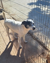 CARLOS, Hund, Bodeguero Andaluz-Mix in Spanien - Bild 9