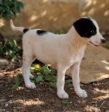 AZUMI, Hund, Mischlingshund in Griechenland - Bild 11